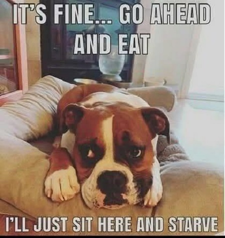 dog will just starve.jpg